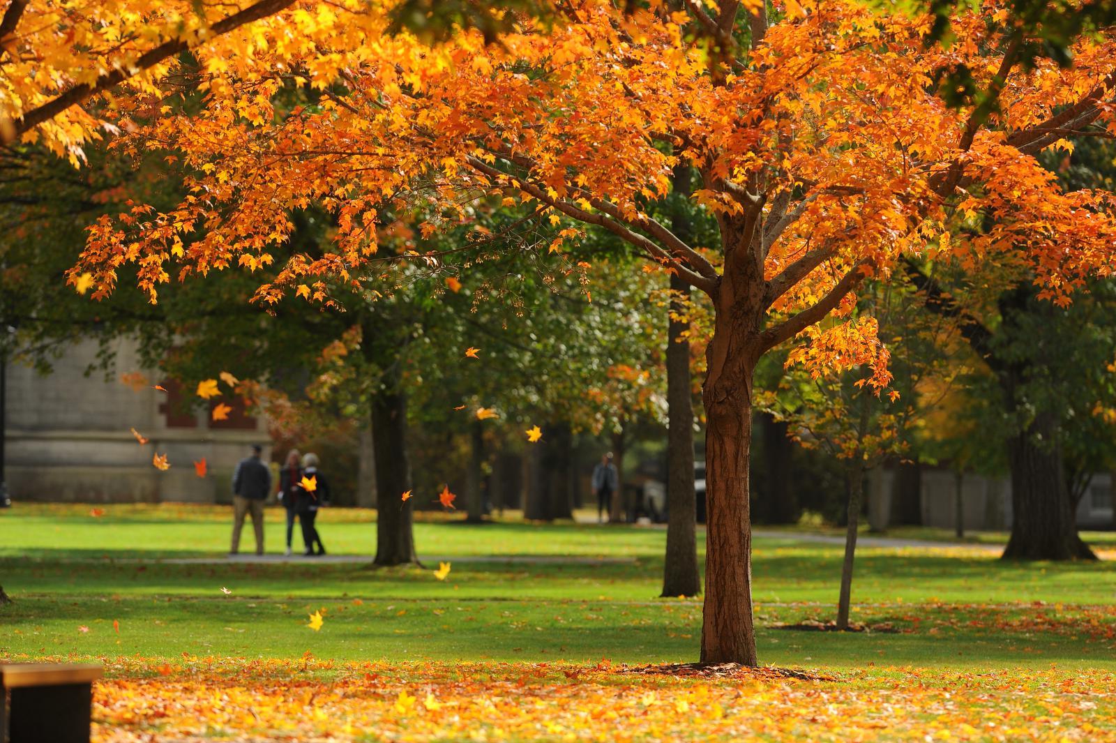 falling leaves